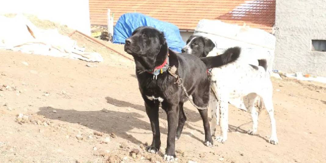 Sivas Kangalına rakip Haymana Karası! Bir kez alışan bir daha bırakamıyor, talep patlıyor: Küçüğü 20, büyüğü 150 Bin TL 2